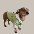En brun gravhund med store, udtryksfulde øjne står på en blød, lysebrun og sløret baggrund. Hunden bærer en hvid hættetrøje med en lysegrøn krop og træksnore. Gravhunden kigger opmærksomt op mod højre.