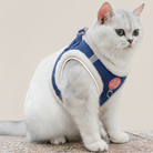 Sølvfarvet britisk korthårskat iført et marineblåt, plysforet katteharnes i fløjl, der viser komfortabel pasform og synlige refleksstriber.
