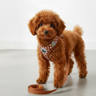 Brun puddel med brun hundesele og snor. Blød, åndbar og justerbar hvalpesele. Anti-træk design.