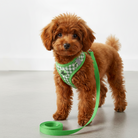 Brun puddel med grøn hundesele og snor. Blød, åndbar og justerbar hvalpesele. Anti-træk design.