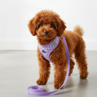 Brun puddel med lilla hundesele og snor. Blød, åndbar og justerbar hvalpesele. Anti-træk design.