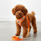 Brun puddel med orange hundesele og snor. Blød, åndbar og justerbar hvalpesele. Anti-træk design.