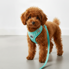 Brun puddel med turkis hundesele og snor. Blød, åndbar og justerbar hvalpesele. Anti-træk design.