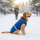 En mellemstor gylden retriever med en varm blå hundejakke med grå pelskrave sidder i sneen, set fra siden, med en kvinde der går i baggrunden i en snedækket skov. Hundens jasdetaljer er tydeligt synlige.